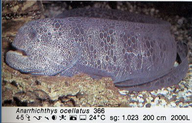 Anarrhichthys ocellatus